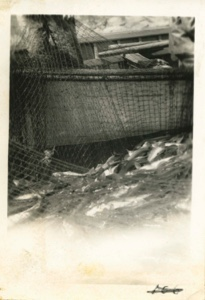 Image of pulling in net of fish